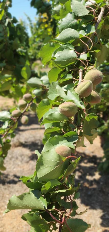 Masseria Cesarina B&B 카스텔라나그로테 외부 사진