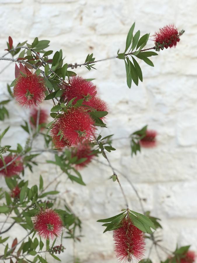 Masseria Cesarina B&B 카스텔라나그로테 외부 사진